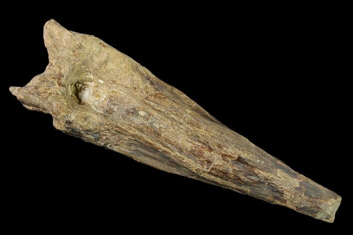 Fossil Xiphactinus (Cretaceous Fish) Tail Spine - Kansas #142489